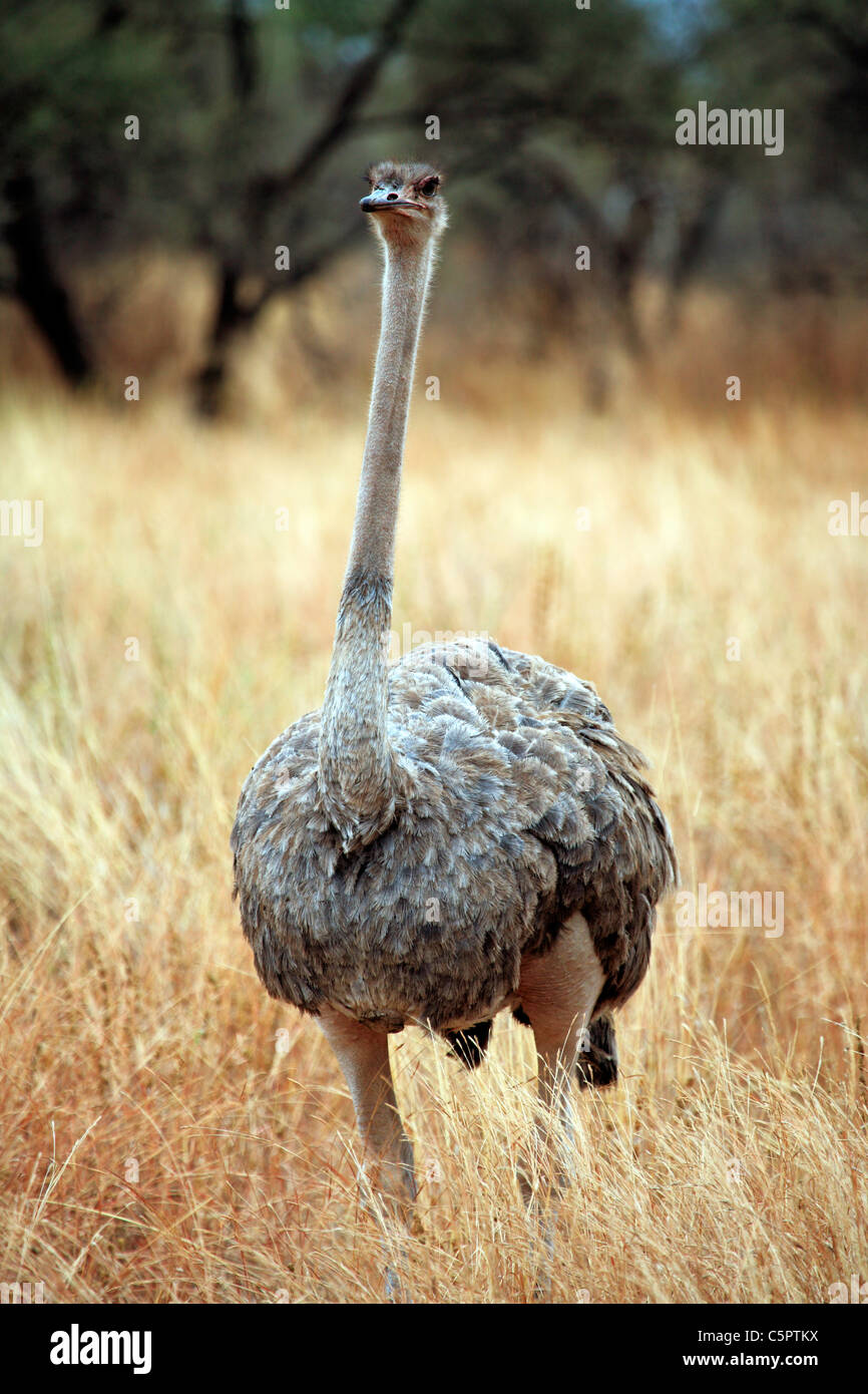 Masai Ostrich (Struthio camelus massaicus), Tarangire National Park, Tanzania Stock Photo