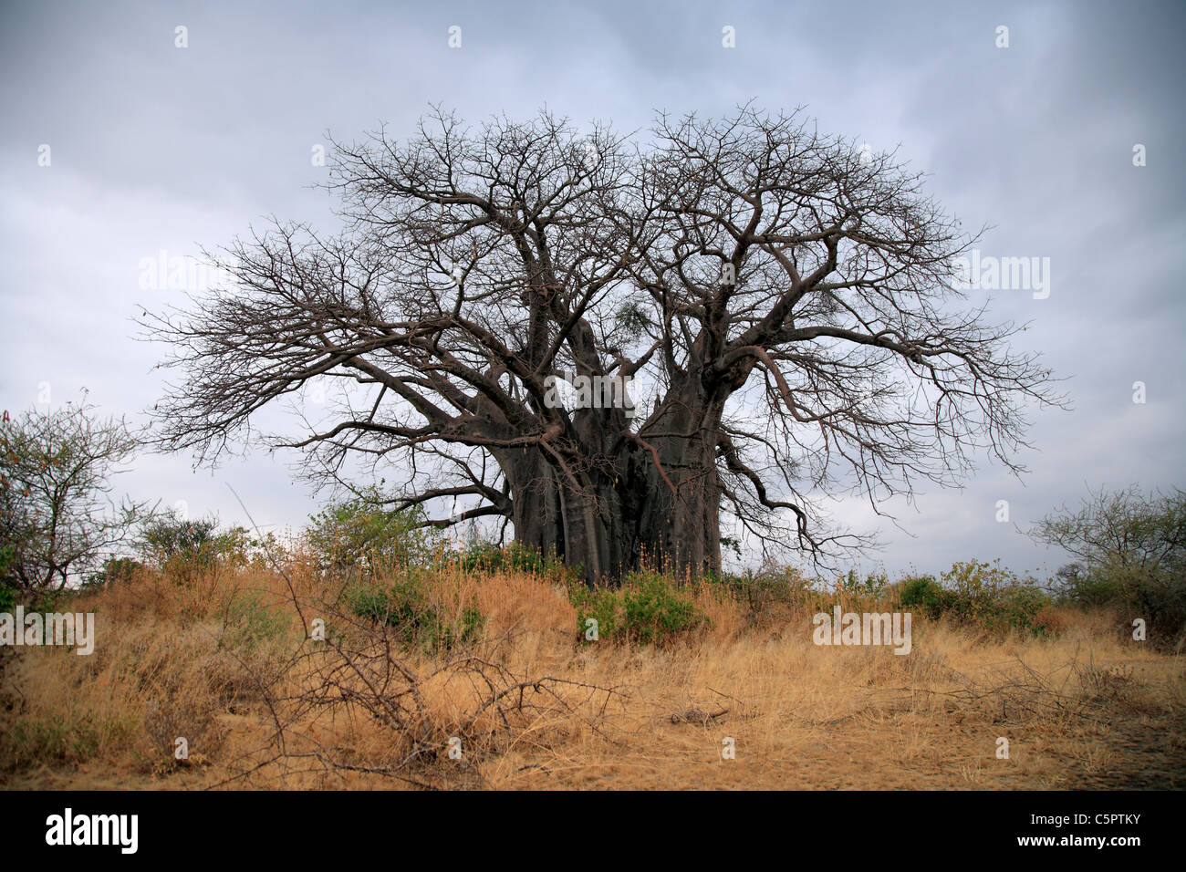Baobab (Adansonia digitata), near Lake Brurnge, Tanzania Stock Photo
