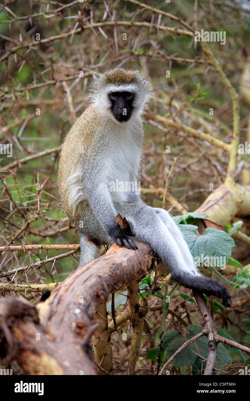 Cercopithecus aethiops (Vervet Monkey), Lake Manyara National Park, Tanzania Stock Photo