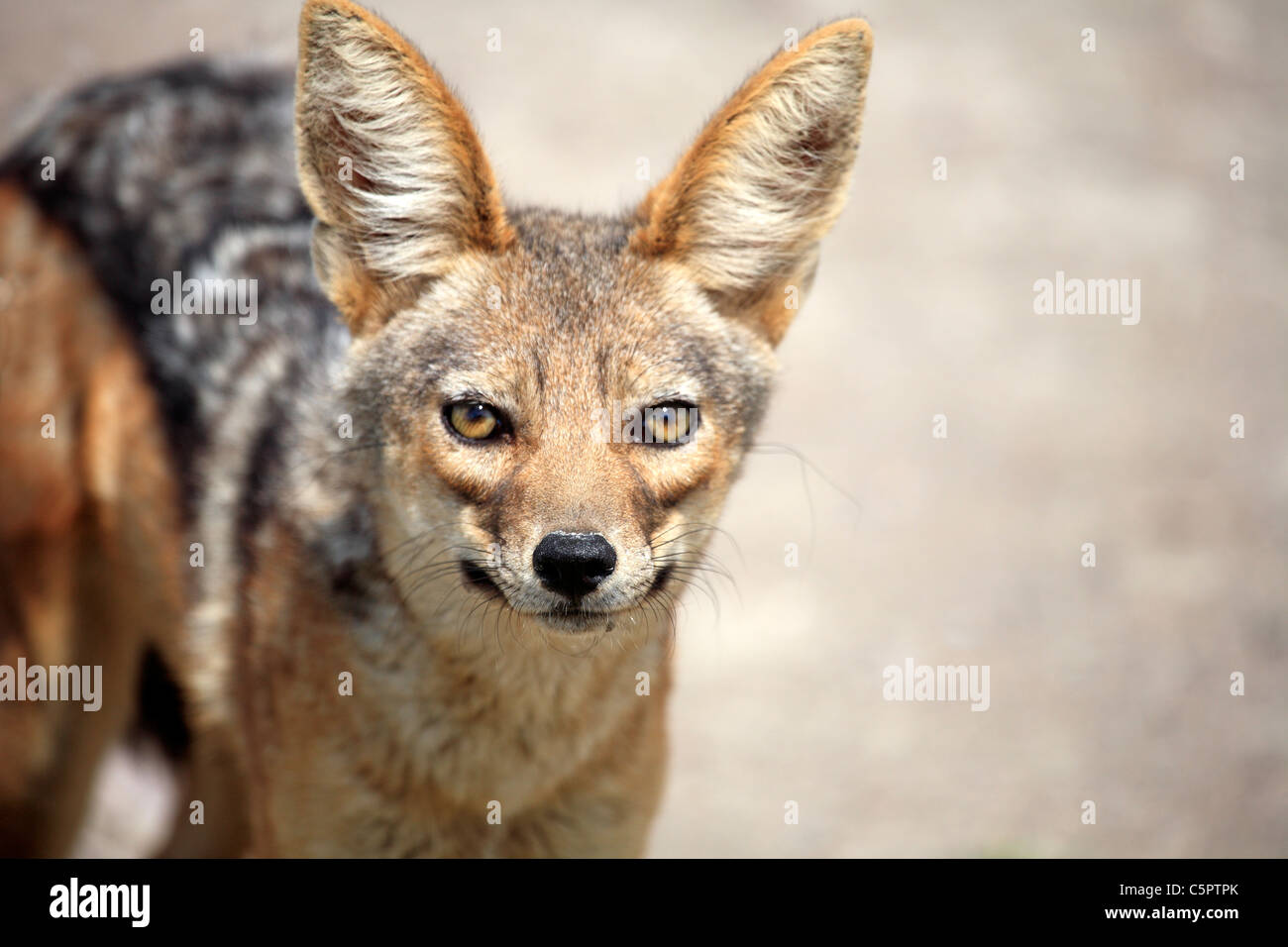 Black-backed Jackal (Canis mesomelas), Ngorongoro Conservation Area, Tanzania Stock Photo