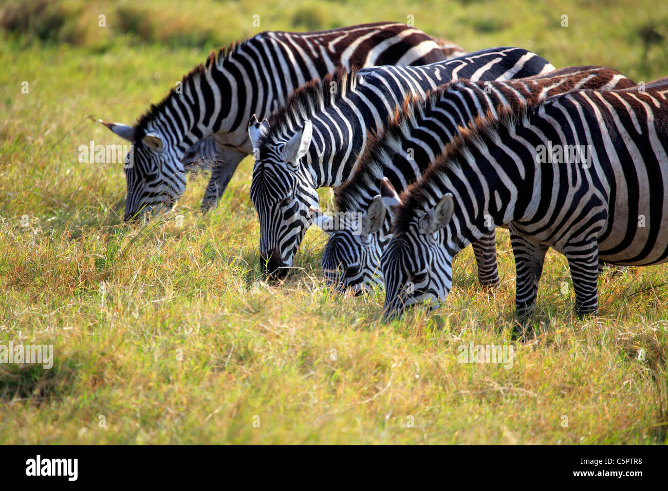 Equus quagga (Zebra), Ngorongoro Conservation Area, Tanzania Stock Photo