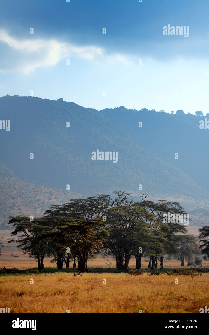 Ngorongoro Conservation Area, Tanzania Stock Photo
