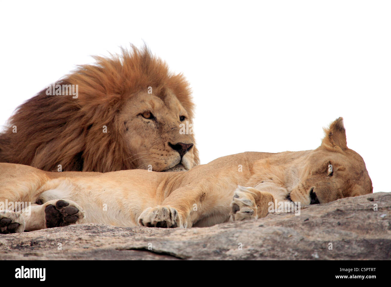 Panthera leo (Lion), Serengeti National Park, Tanzania Stock Photo