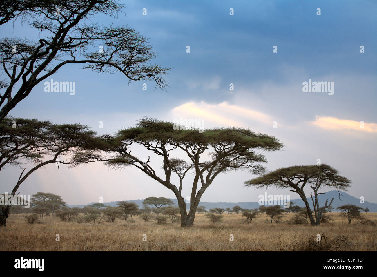 Serengeti National Park, Tanzania Stock Photo