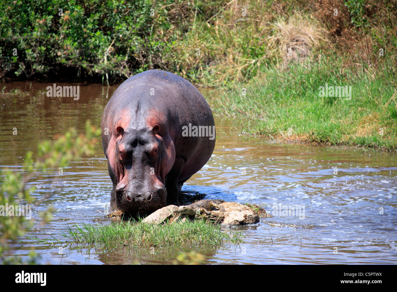 Hippopotamus amphibius (Hippopotamus), Serengeti National Park, Tanzania Stock Photo
