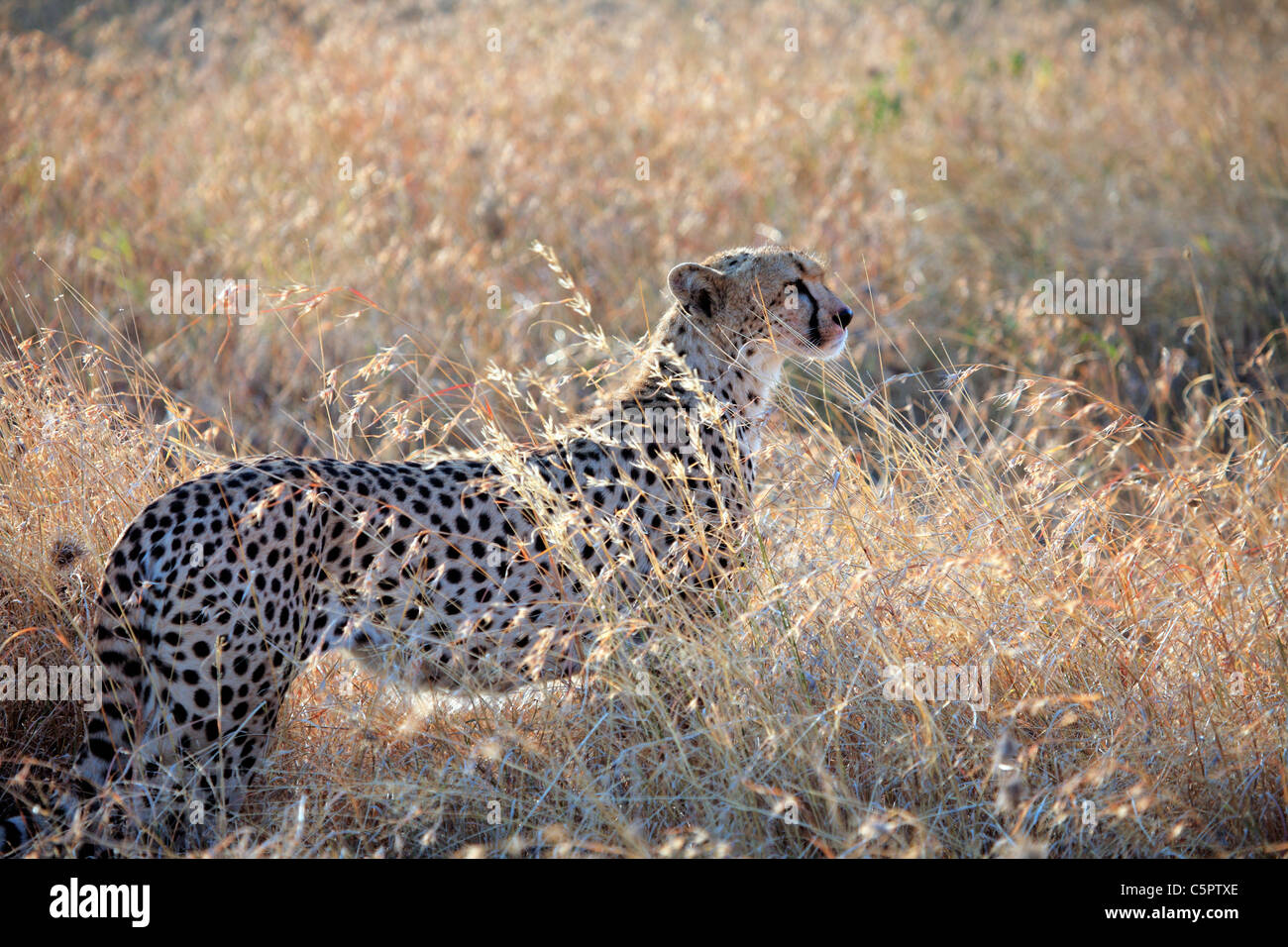 Acinonyx jubatus (Cheetah), Serengeti National Park, Tanzania Stock Photo
