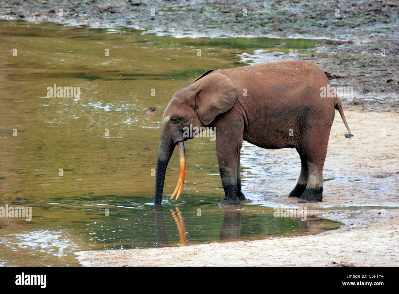 Forest Elephant (Loxodonta cyclotis), Dzanga Ndoki National Park, SW