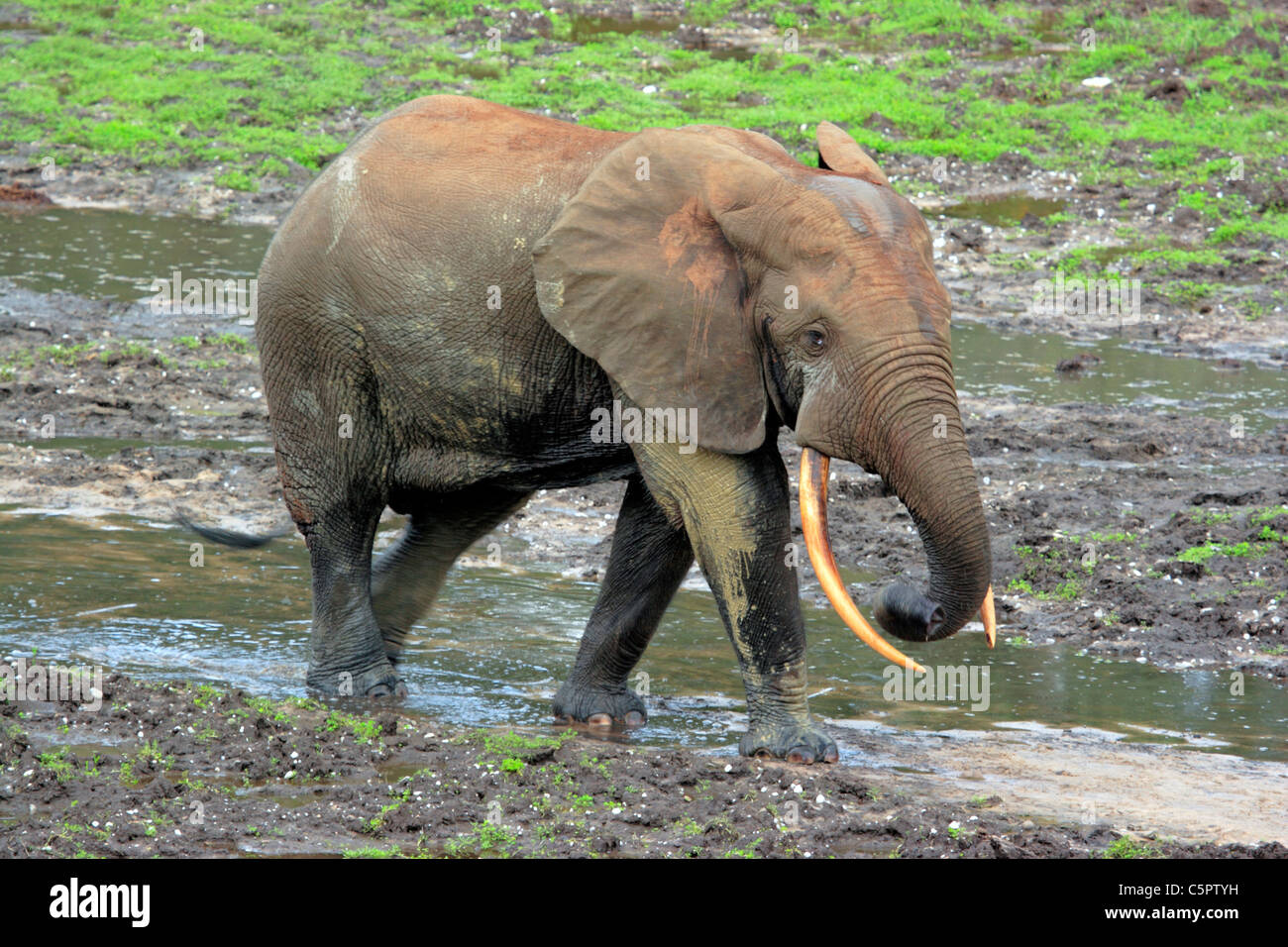 Forest Elephant (Loxodonta cyclotis), Dzanga Ndoki National Park, SW Central African Republic Stock Photo