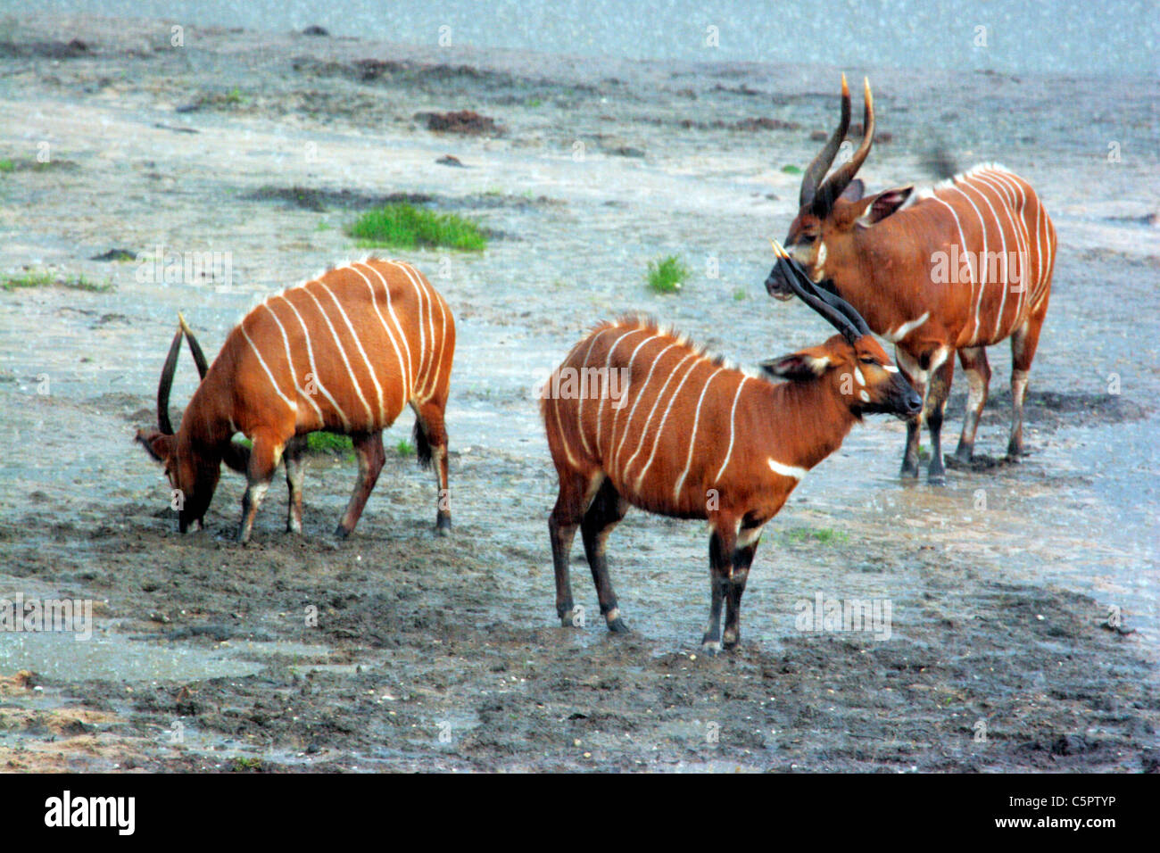 Bongo Antelopes (Tragelaphus euryceros), Dzanga Ndoki National Park, SW Central African Republic Stock Photo