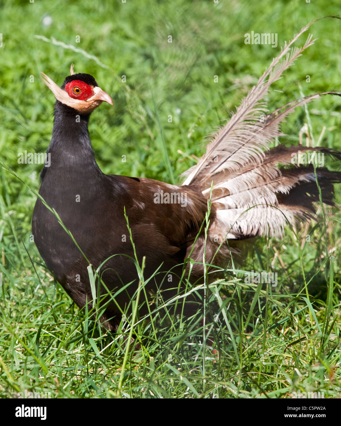 Pheasants Birds High Resolution Stock Photography and Images Alamy