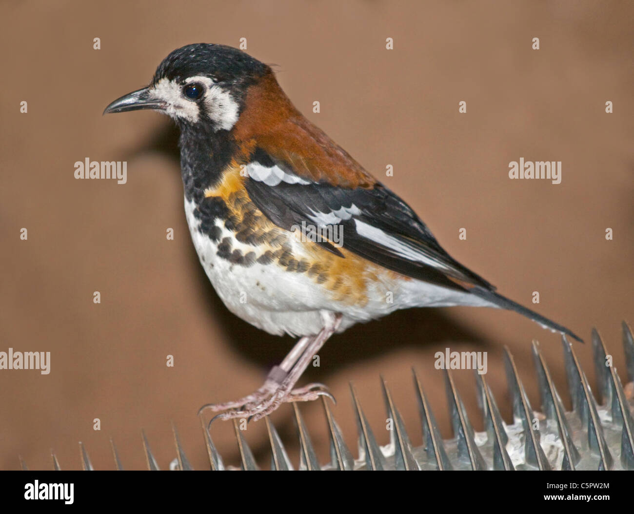 Chestnut-Backed Thrush (zoothera dohertyi) Stock Photo