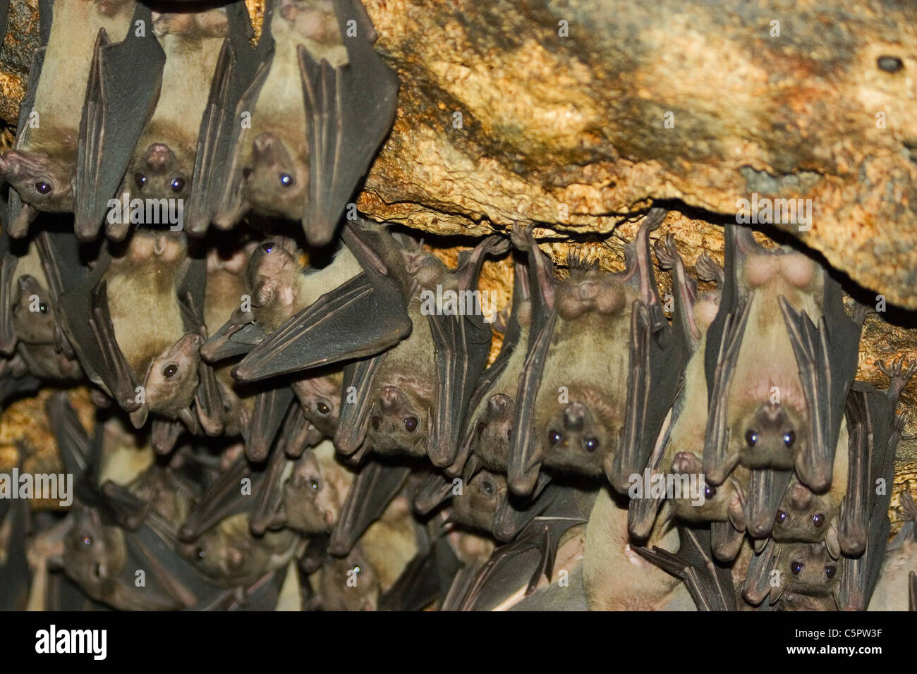 Bats in a cave, Maramagambo Forest, Queen Elizabeth National Park, Uganda, Africa Stock Photo