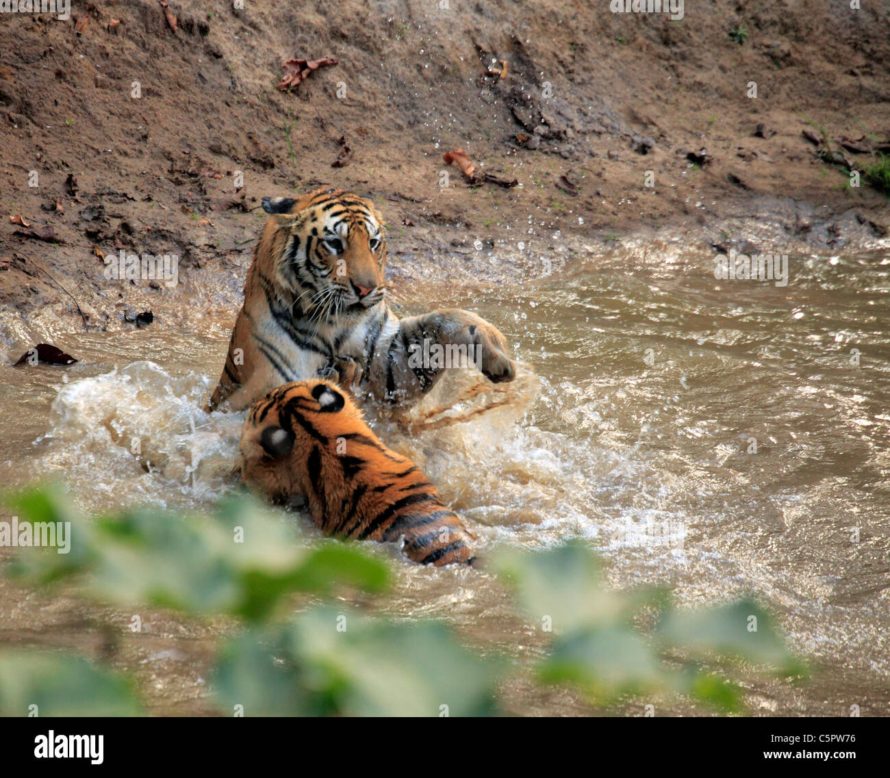 Royal Bengal tiger (Panthera tigris tigris), Bandhavgarh national park, Madhya Pradesh, India Stock Photo