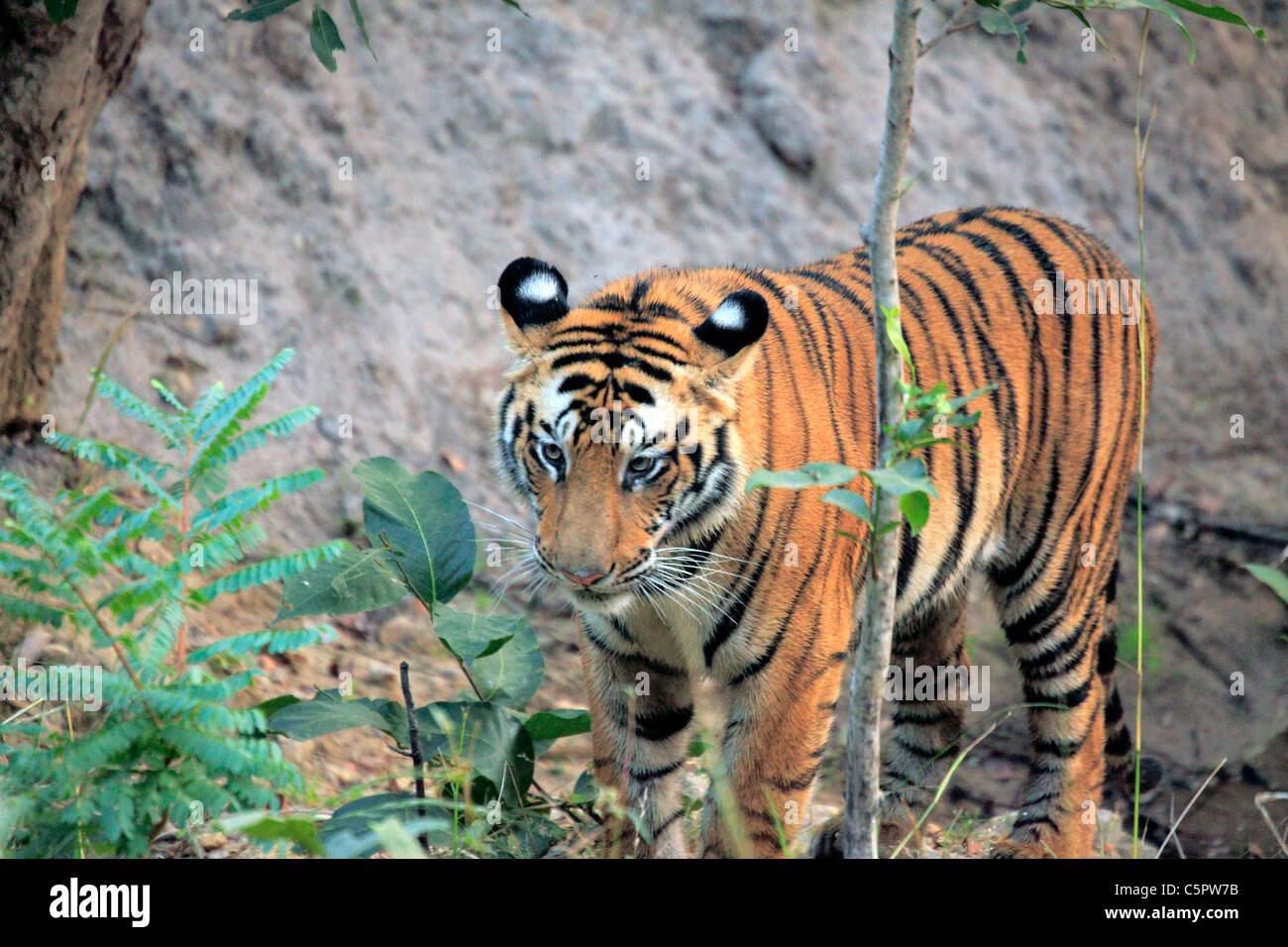 Royal Bengal tiger (Panthera tigris tigris), Bandhavgarh national park, Madhya Pradesh, India Stock Photo