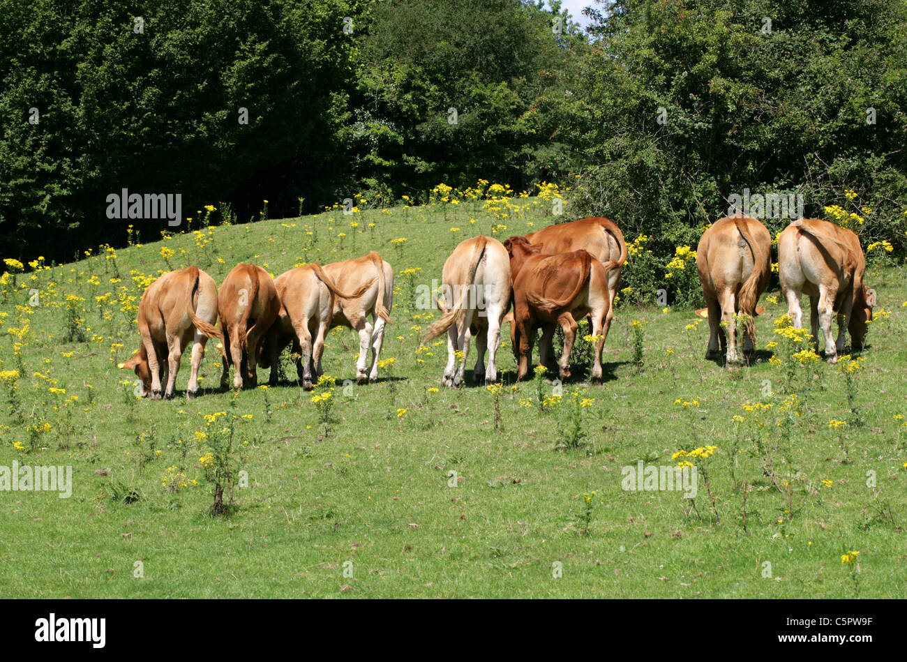 Male Calf Rear Young Male Calves or Beef Cattle, Bos primigenius taurus, Bovidae. Rear ...