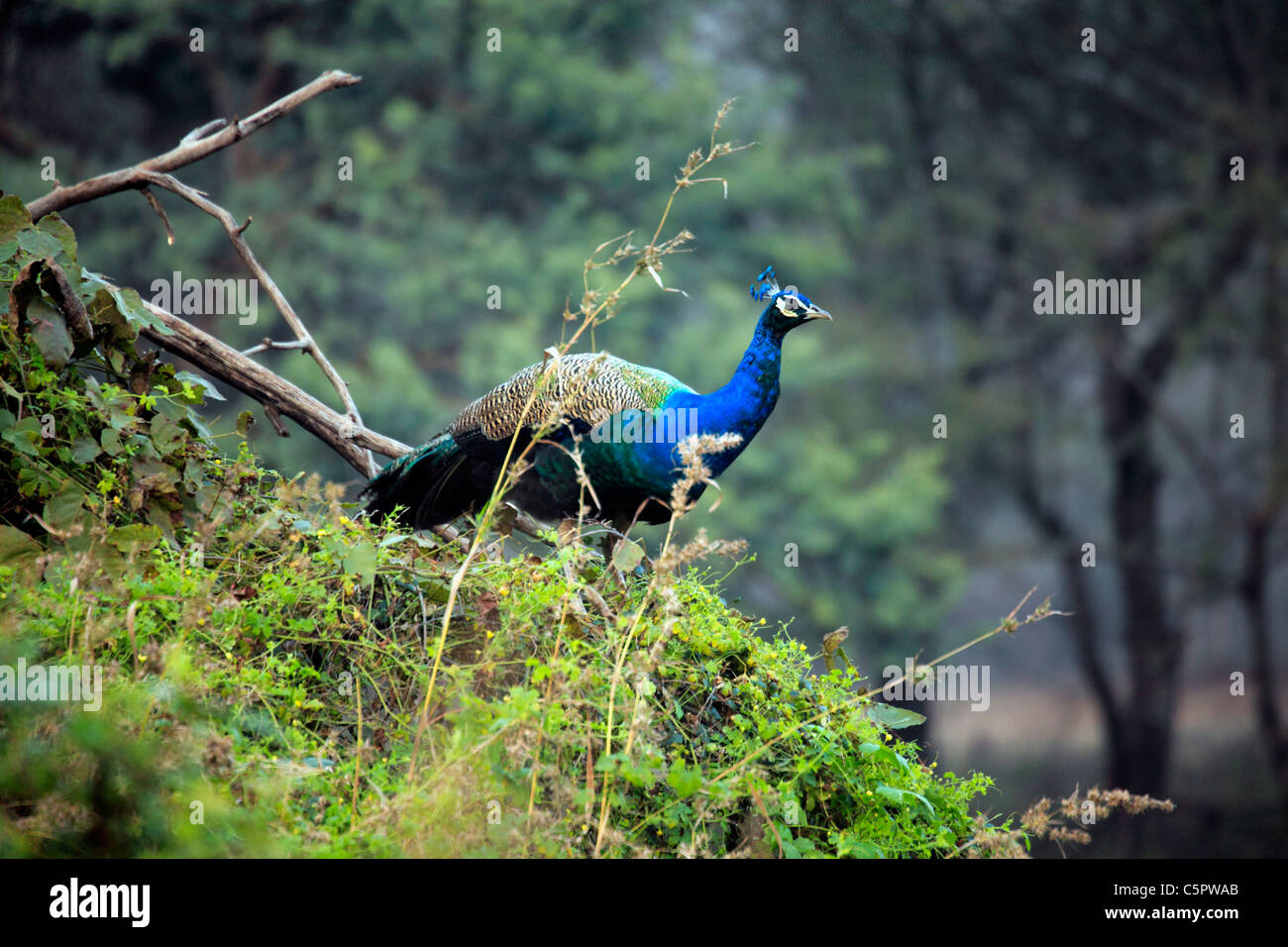 Peacock, Ranthambore National Park, Rajasthan, India Stock Photo