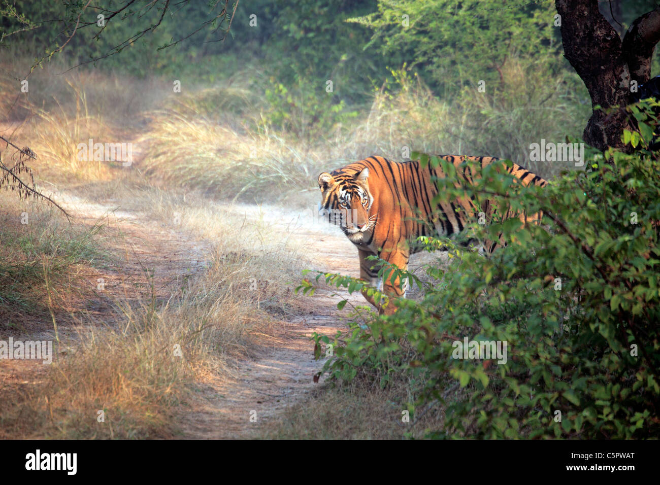 Royal Bengal tiger (Panthera tigris tigris), Ranthambore National Park, Rajasthan, India Stock Photo