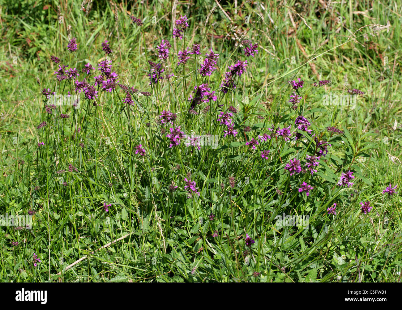 Purple Betony, Stachys officinalis (syn. Betonica officinalis), Lamiaceae. Stock Photo