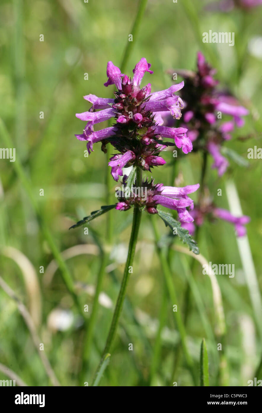Purple Betony, Stachys officinalis (syn. Betonica officinalis), Lamiaceae. Stock Photo
