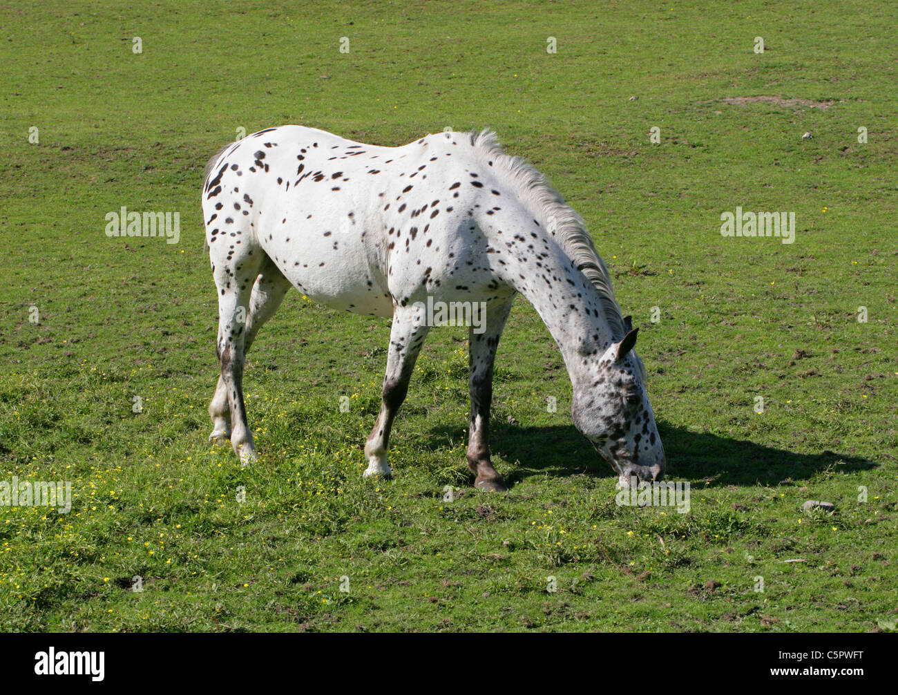White Horse with Black Spots Grazing in a Field. Stock Photo