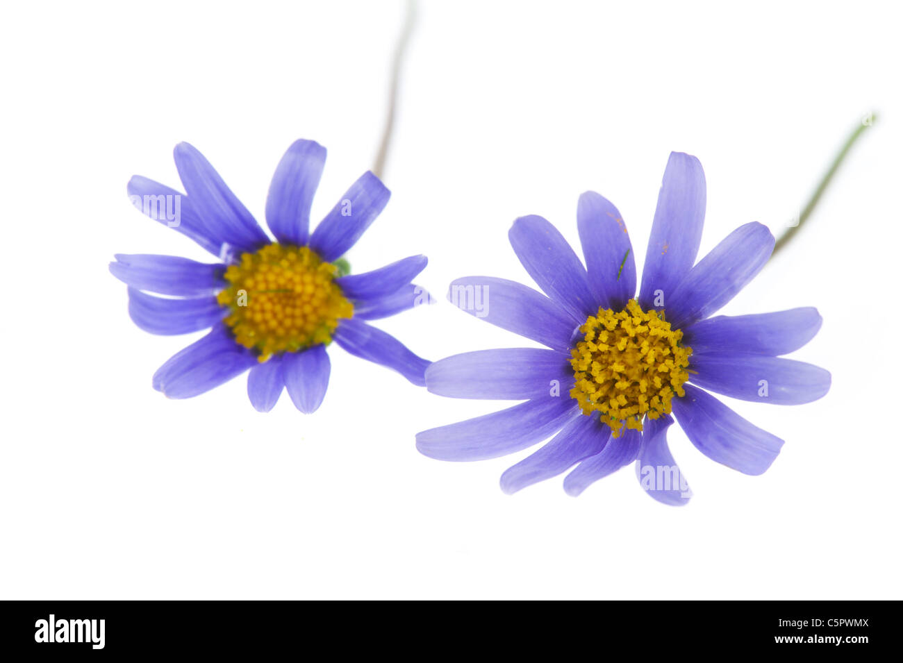 Blue Felicia flowers isolated over white background Stock Photo