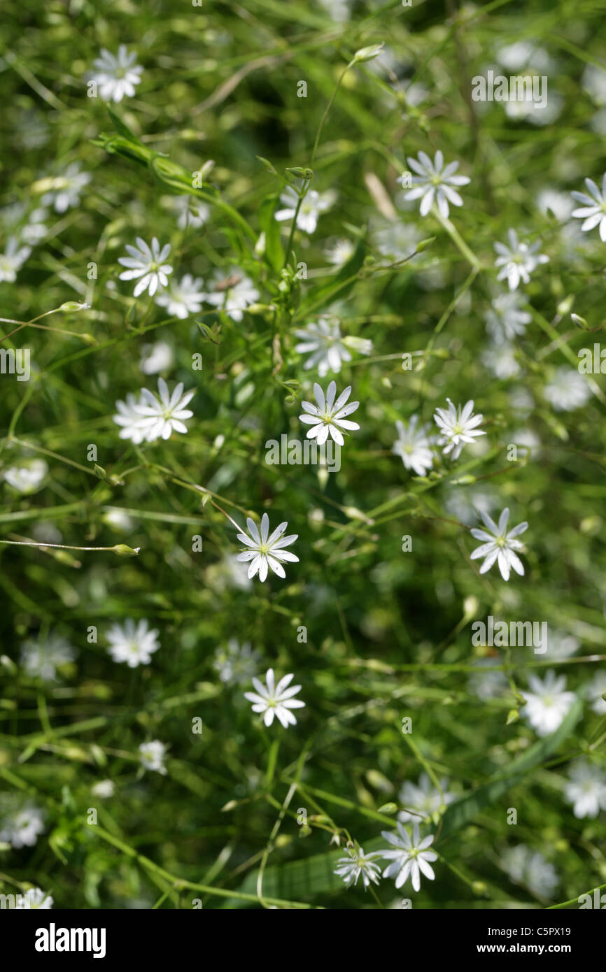 Marsh Stitchwort, Stellaria palustris, Caryophyllaceae. British Wild Flower. Stock Photo