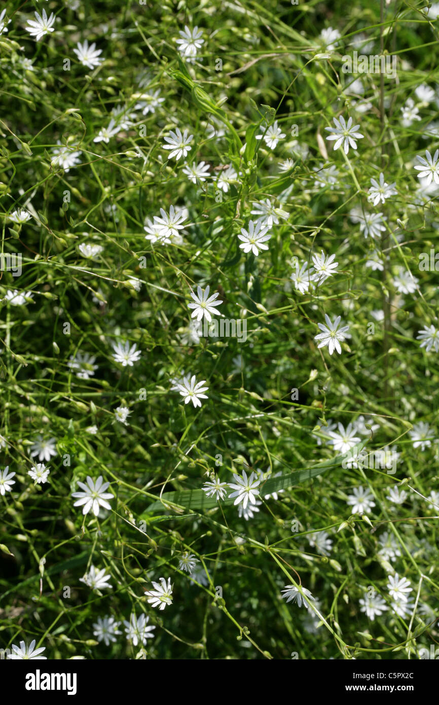 Marsh Stitchwort, Stellaria palustris, Caryophyllaceae. British Wild Flower. Stock Photo