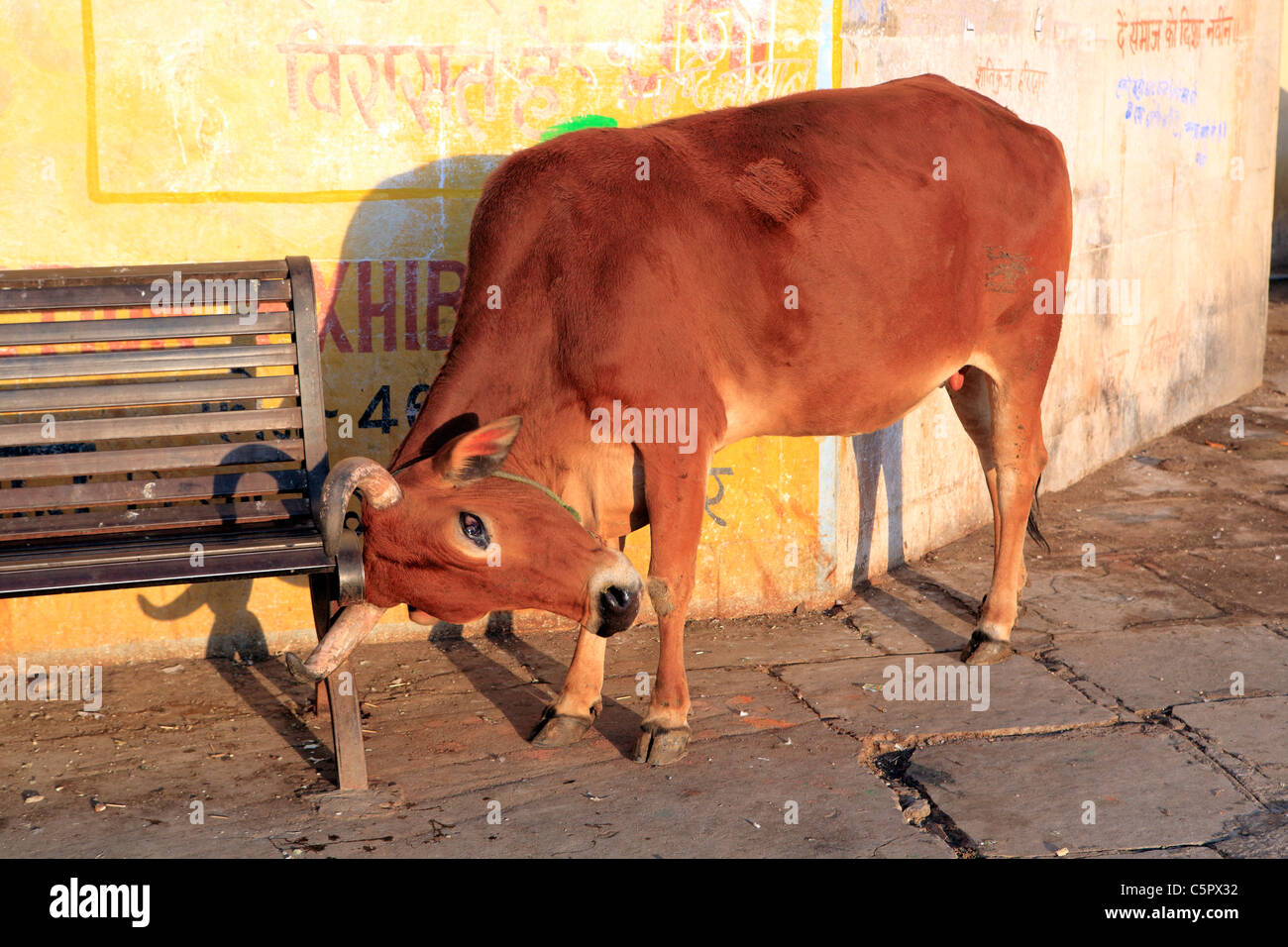 cow at Gangaur ghat, Udaipur, India Stock Photo