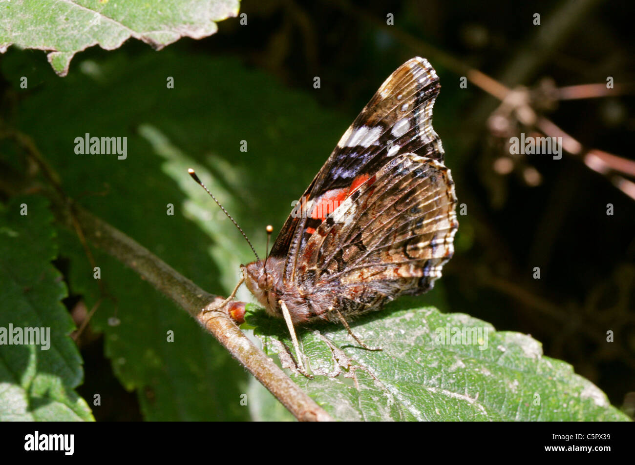 Red Admiral Butterfly, Vanessa atalanta, Nymphalidae. Underside Stock ...