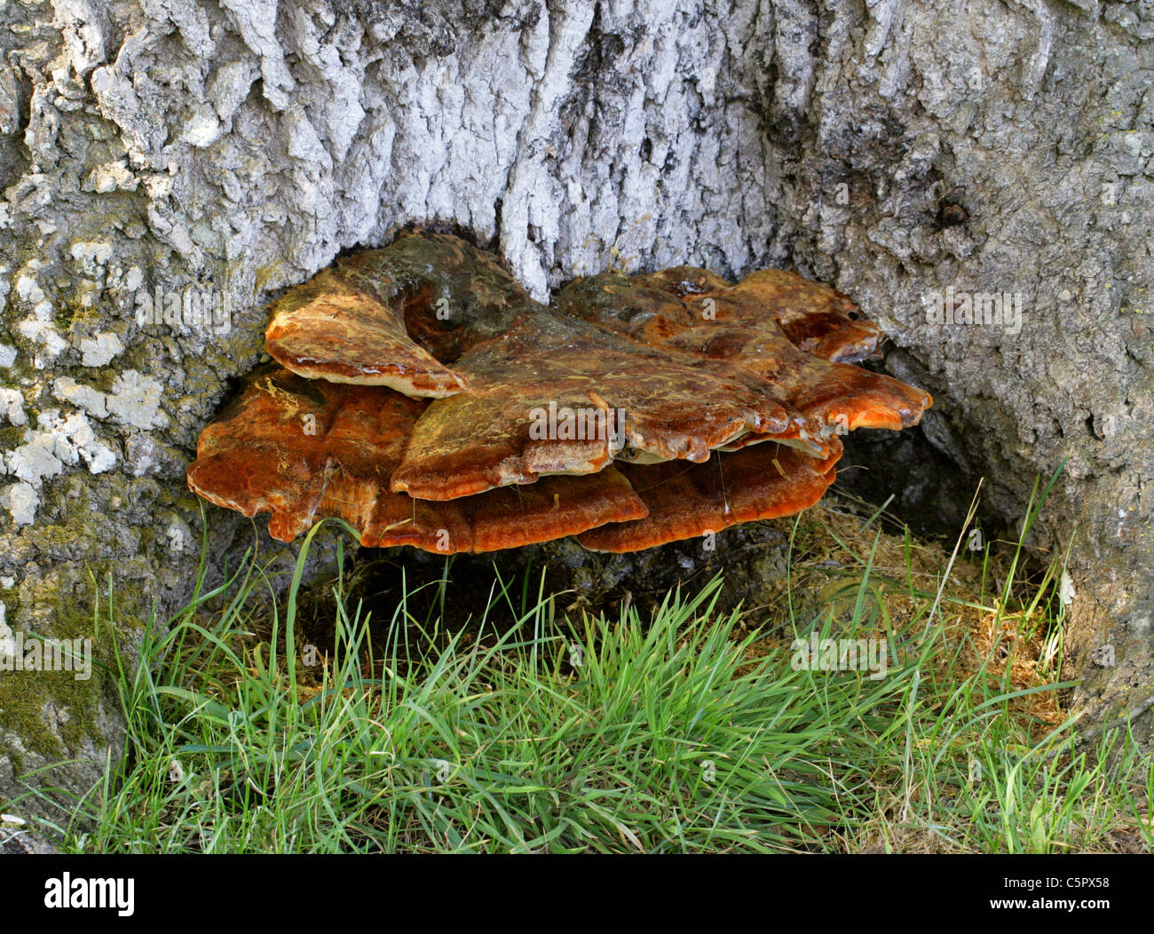 Shaggy Bracket Fungus, Inonotus hispidus, Hymenochaetaceae Growing at