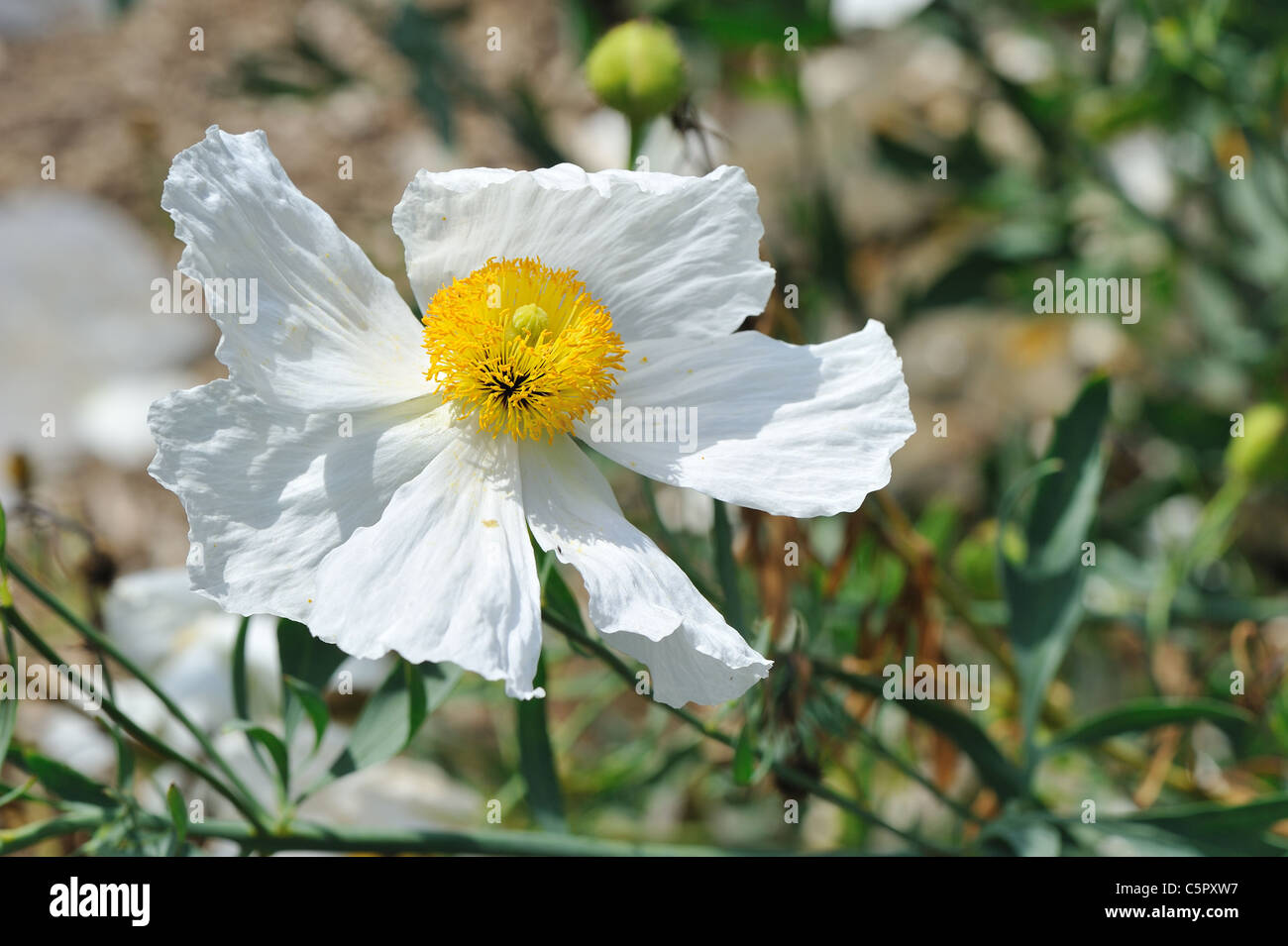 Coulter's Matilija Poppy - Tree poppy (Romneya coulteri var. trichocalyx) flowering in summer Stock Photo