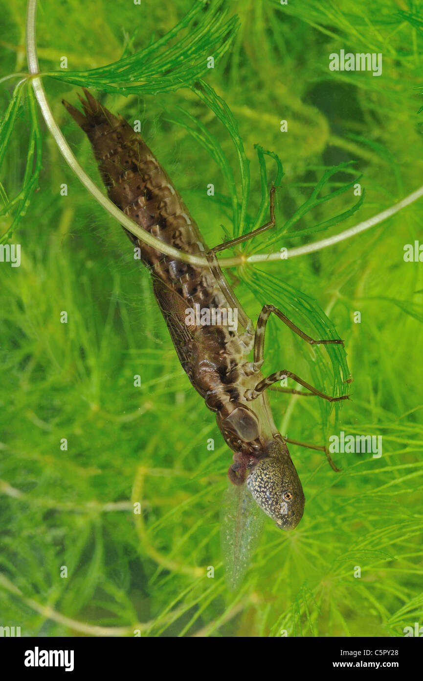 Dragonfly larva devouring under water a tadpole of common frog (Anax sp) in a little pool Stock Photo