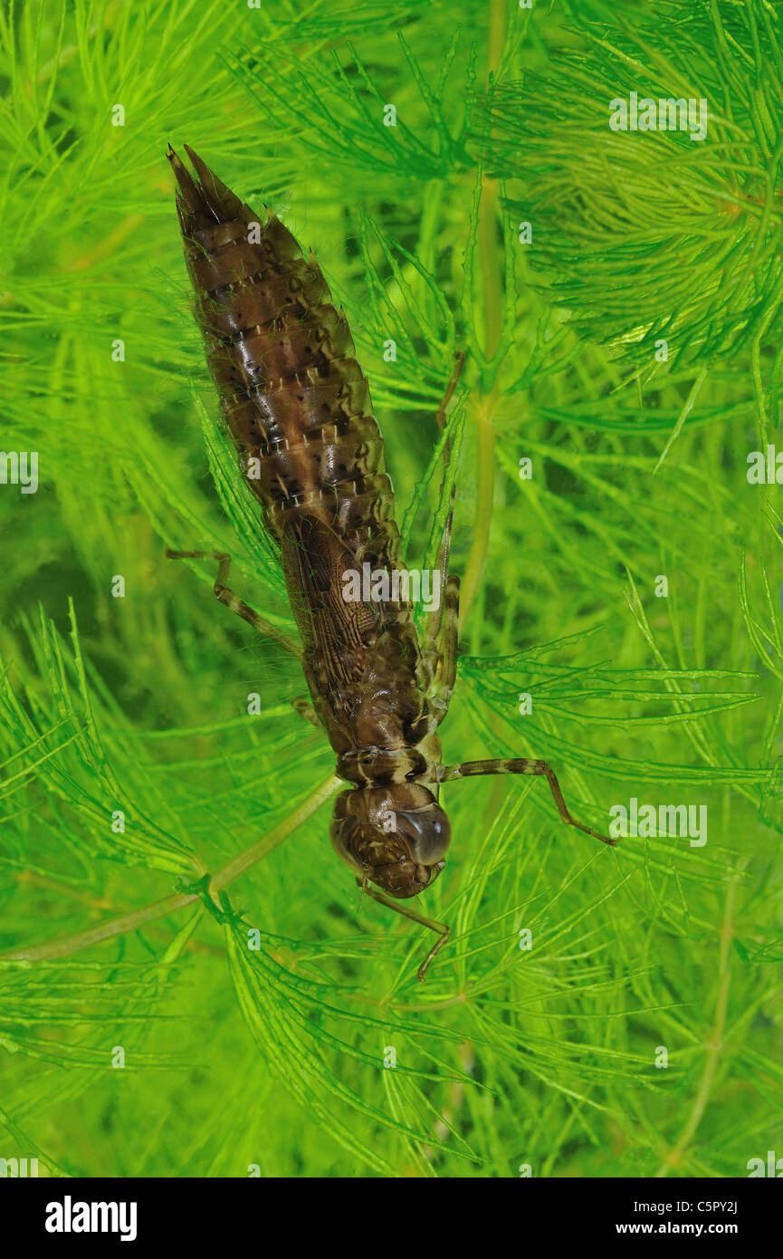 Dragonfly larva waiting for prey in aquatic plants (Anax sp) at spring in a little pond Stock Photo