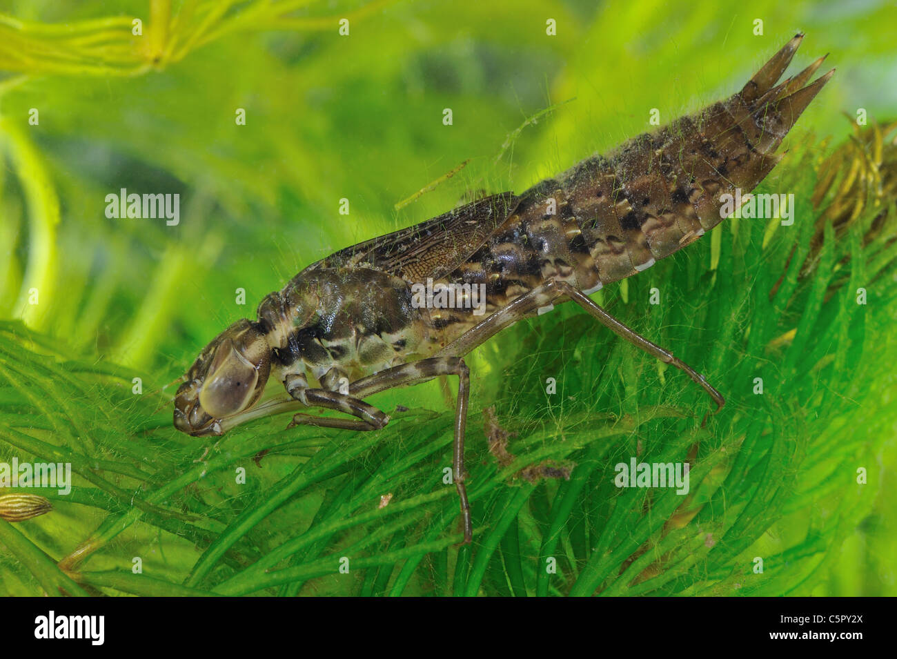 Dragonfly larva waiting for prey in aquatic plants (Anax sp) at spring in a little pond Stock Photo