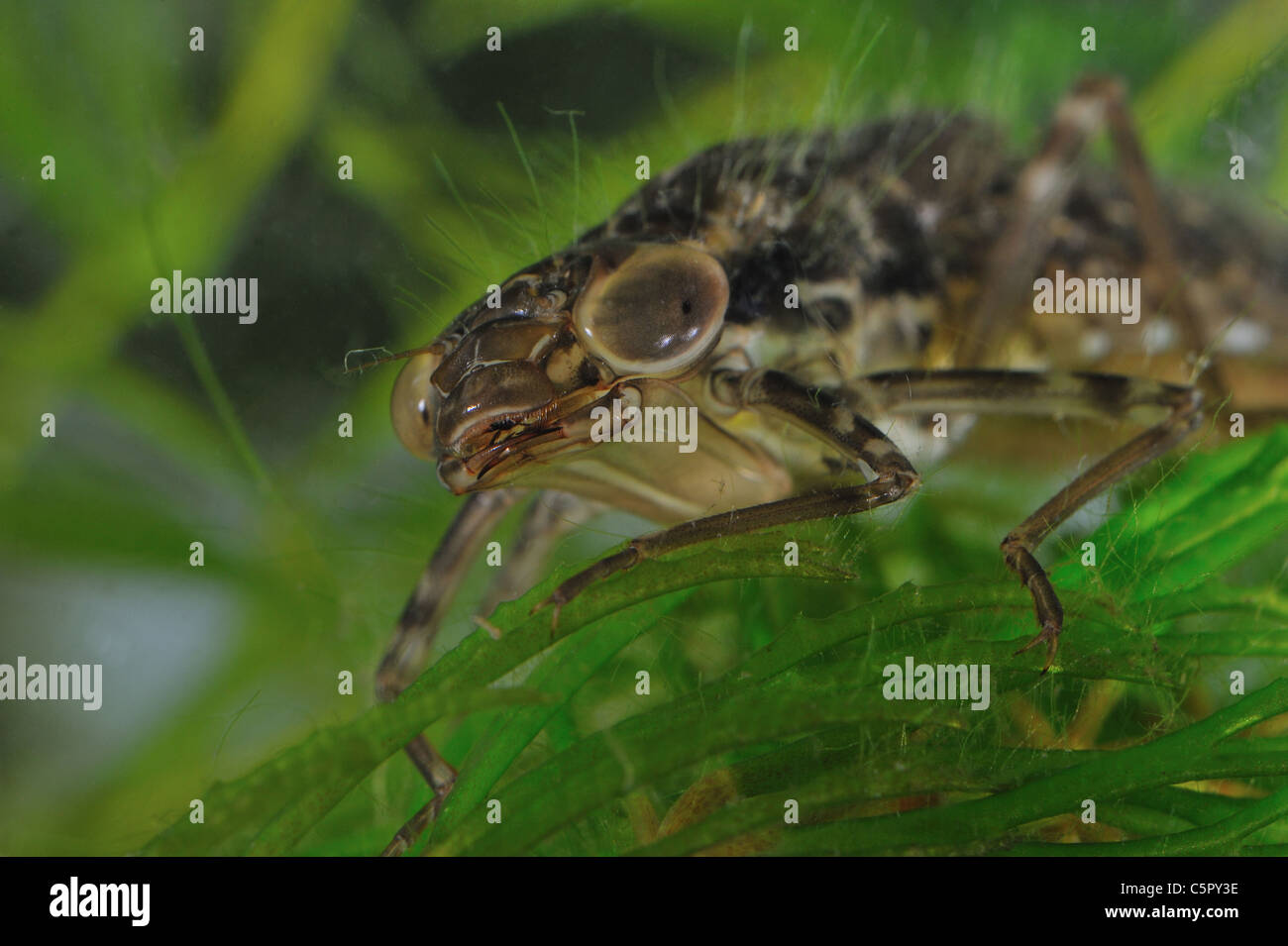 Head details of a dragonfly larva under water in a little pool at spring Stock Photo