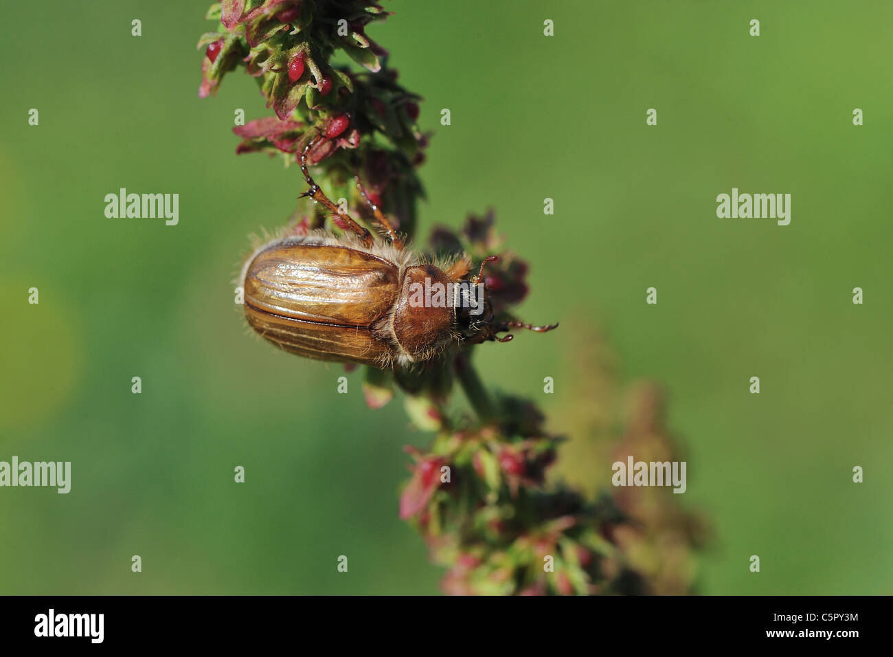 European June beetle - Summer chafer (Amphimallon solstitialis - Rhizotrogus solstitiale) on a plant at spring Stock Photo