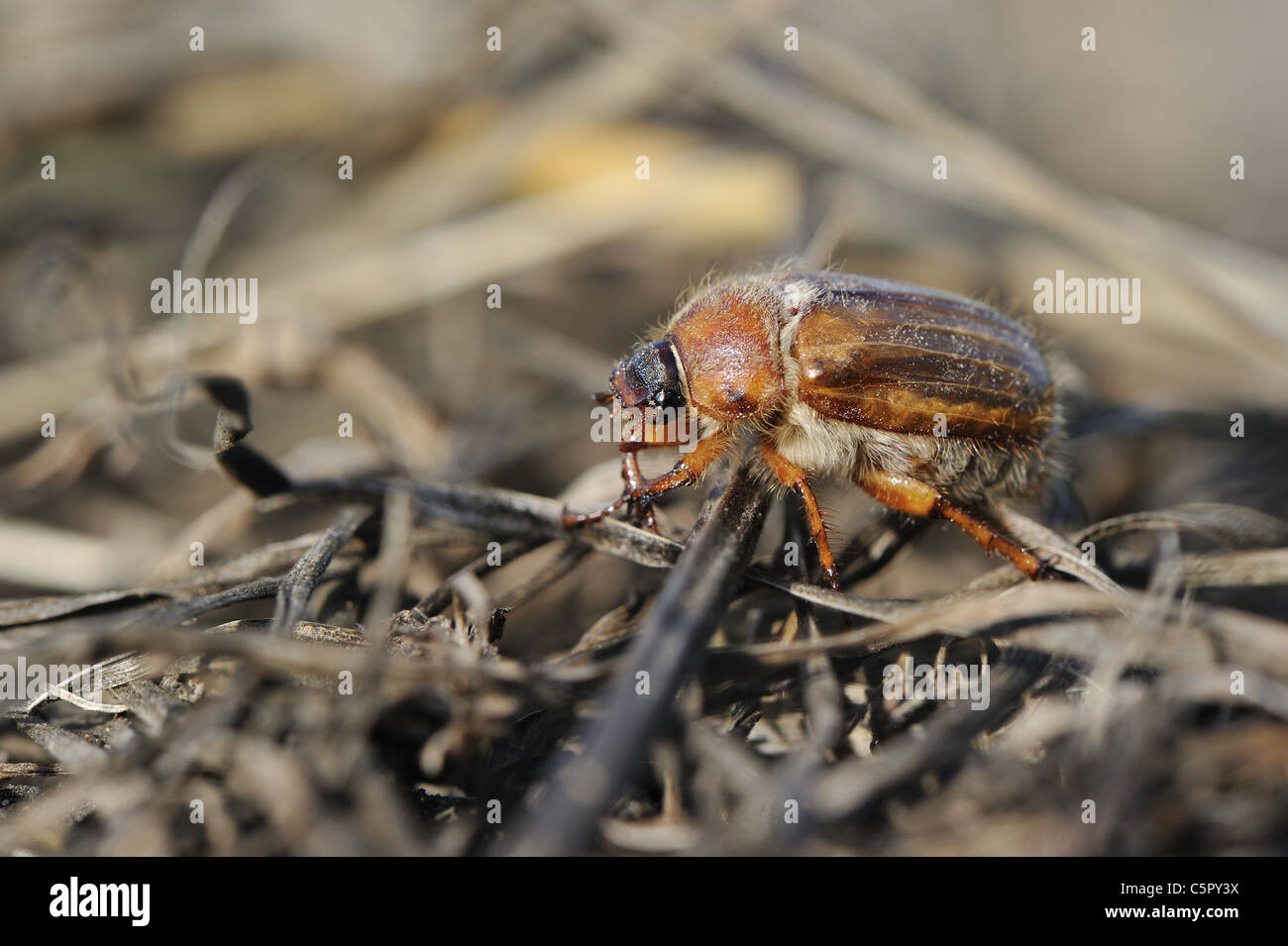 European June beetle - Summer chafer (Amphimallon solstitialis - Rhizotrogus solstitiale) moving on the ground at spring Stock Photo