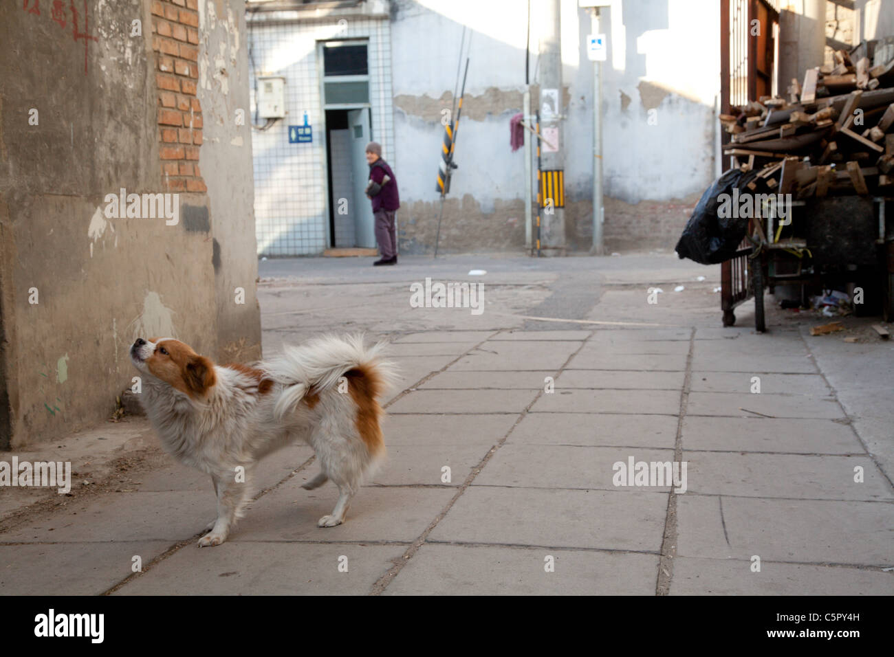 Dog Howling Hi-res Stock Photography And Images - Alamy