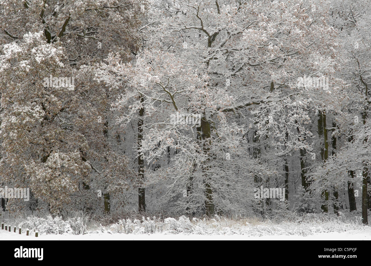 Trees on Beacon Hill, Charnwood Forest after heavy snowfall. Lovely winter light. Stock Photo