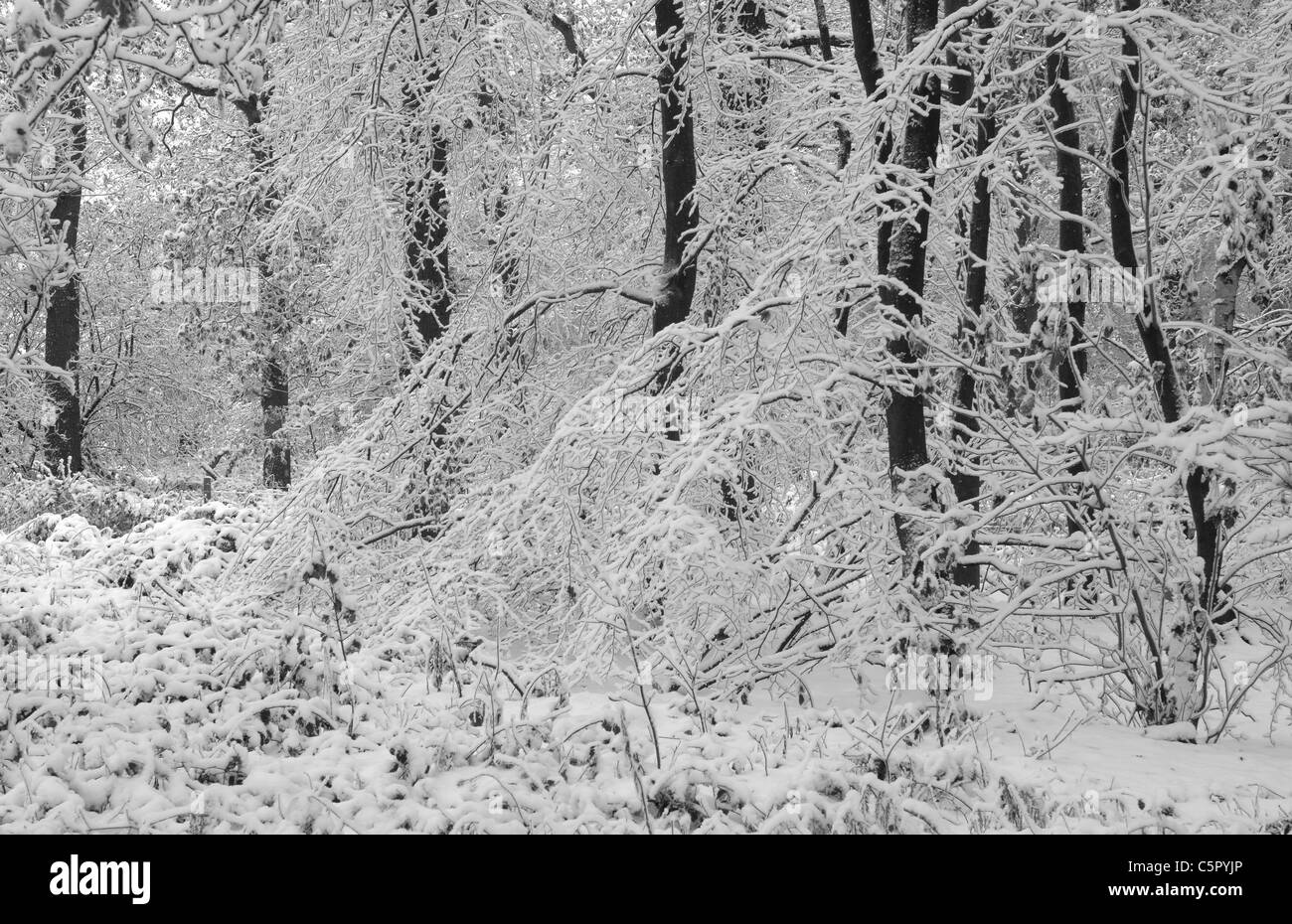 Trees on Beacon Hill, Charnwood Forest after heavy snowfall. Lovely winter light. Stock Photo