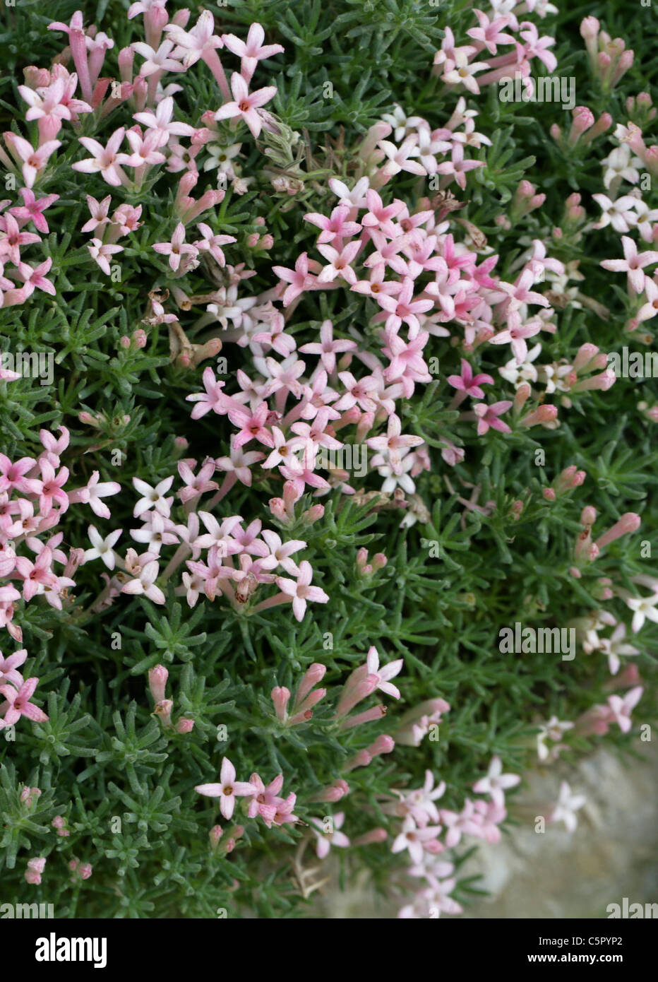 Asperula, Asperula daphneola, Rubiaceae. Native of Turkey. Stock Photo