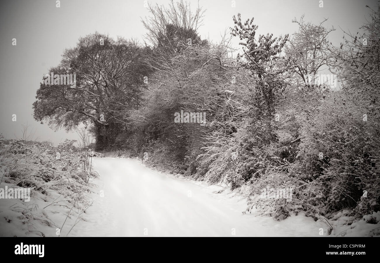Winter hedgerow in Charnwood Forest after snowfall. Lovely winter scene. Stock Photo