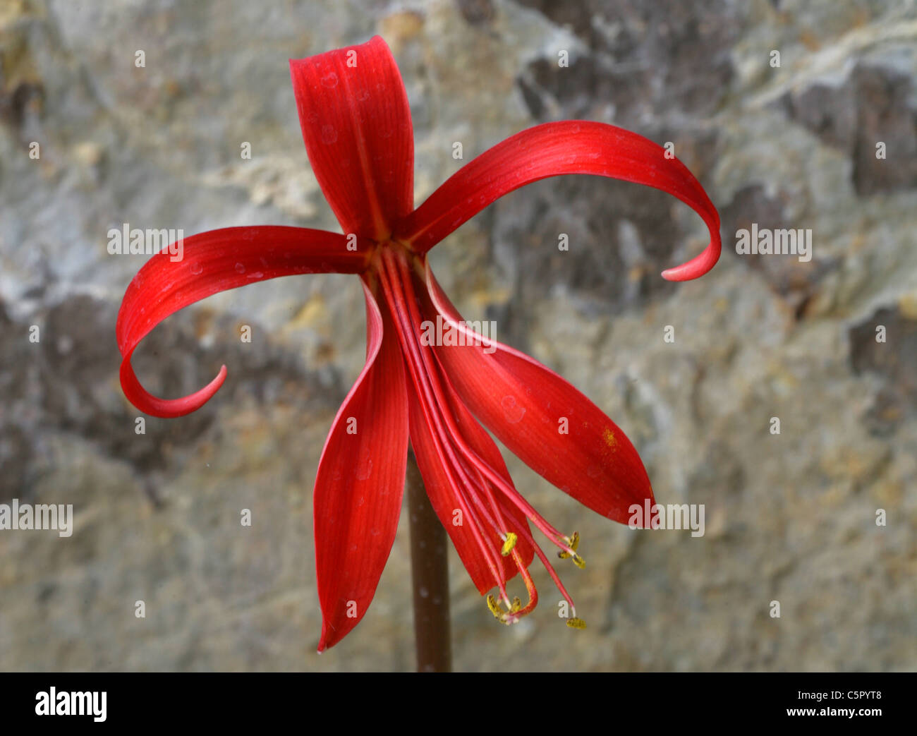 Aztec Lily or Jacobean Lily, Sprekelia formosissima, Amaryllidaceae. Mexico. Syn. Amaryllis formosissima. Stock Photo