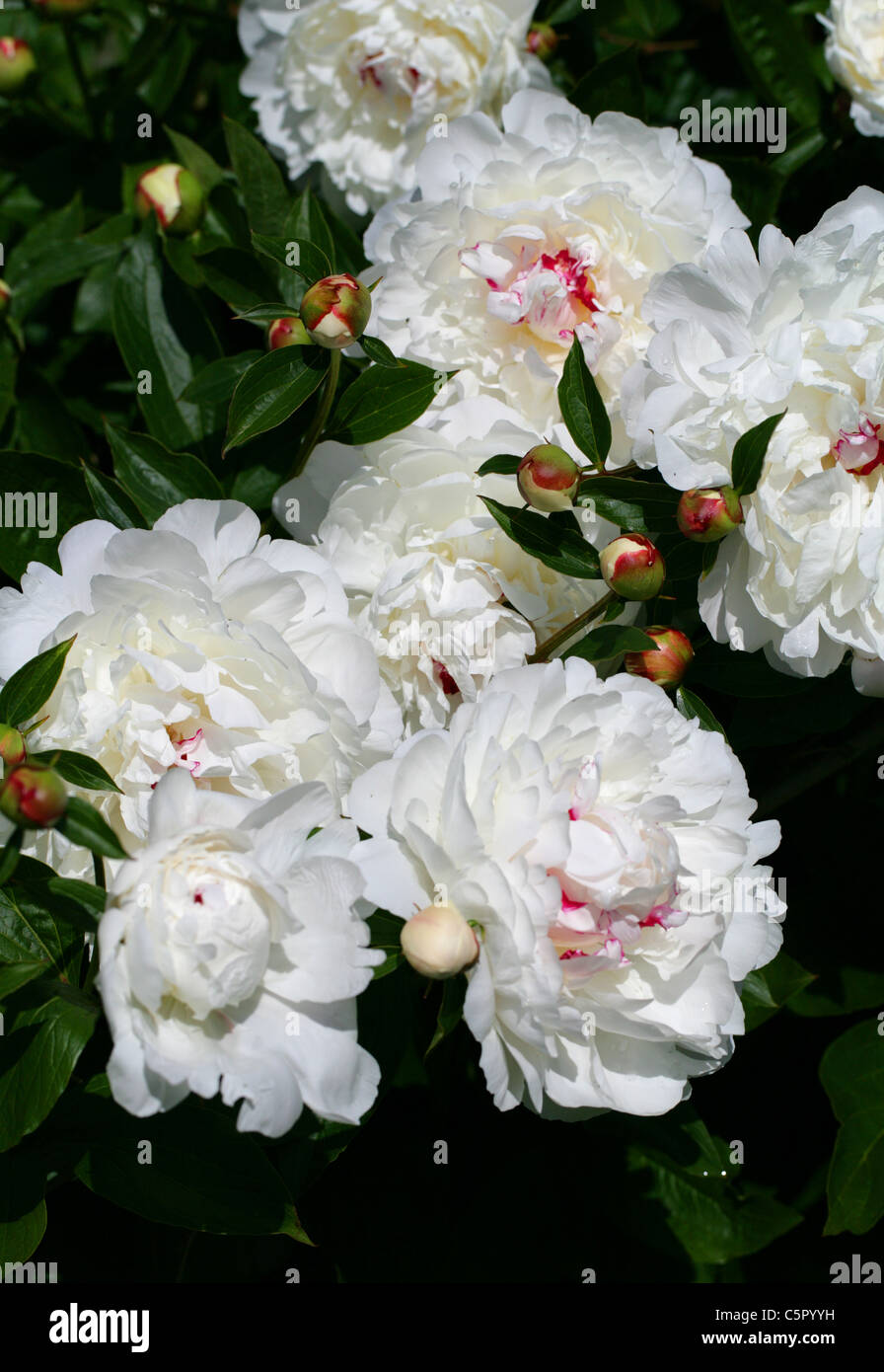 Chinese Peony, Common Garden Peony, Garden Peony, Herbaceous Peony, White Peony, Paeonia lactiflora 'Festiva Maxima' Paeoniaceae Stock Photo