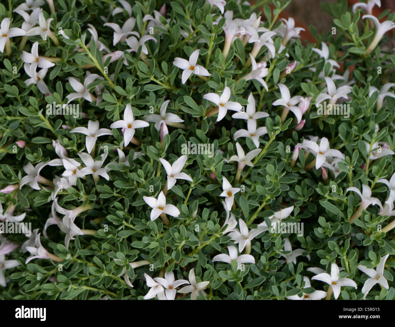 Daphne, Daphne jasminea, Thymelaeaceae. Greece, Europe. Stock Photo