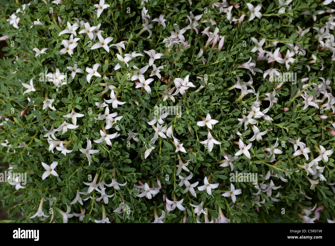 Daphne, Daphne jasminea, Thymelaeaceae. Greece, Europe. Stock Photo