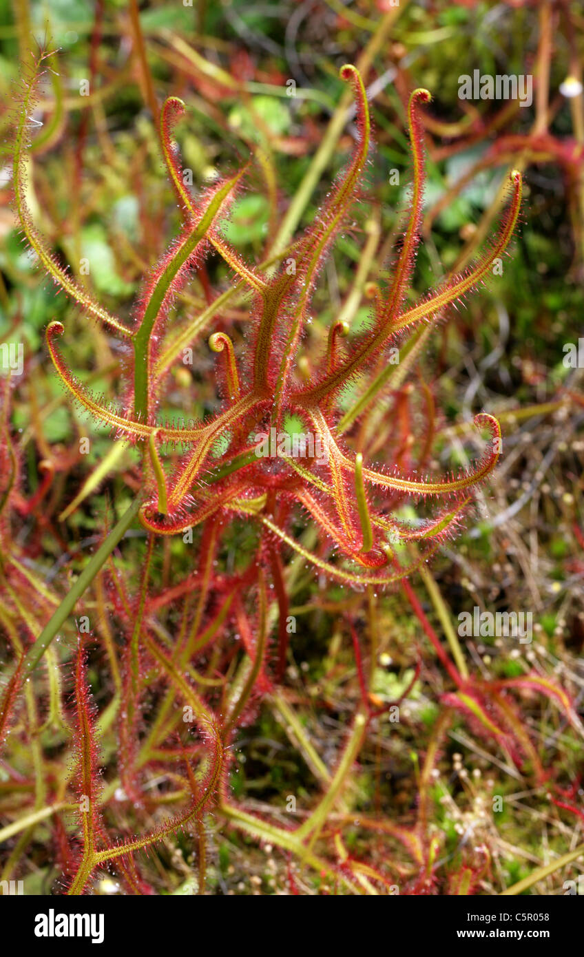 Forked Drosera or Forked Sundew, Drosera binata, Droseraceae. Australasia. Stock Photo