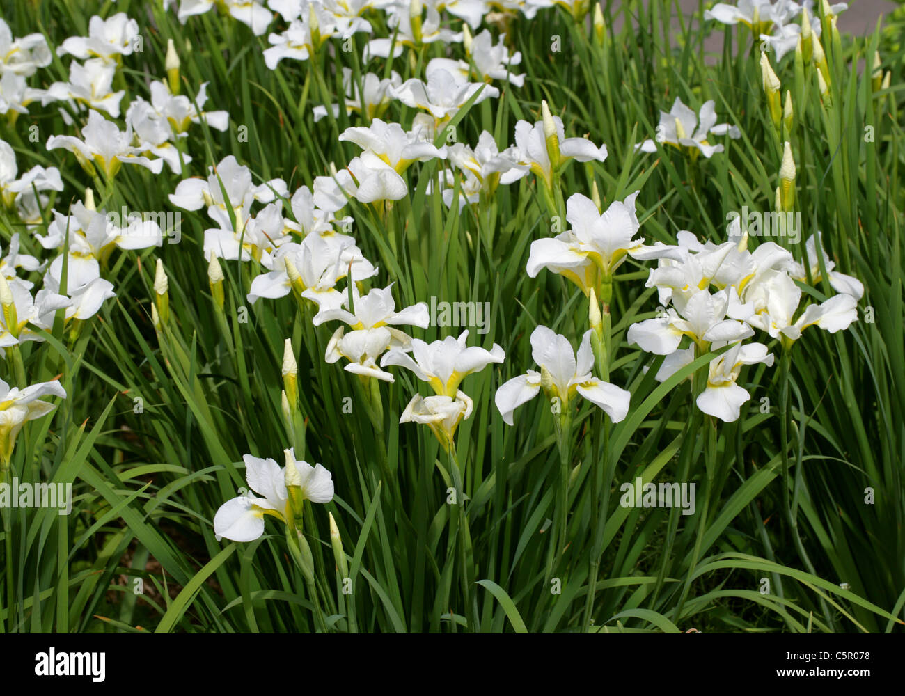 Siberian Iris, Iris sibirica 'White Swirl', Iridaceae. Stock Photo
