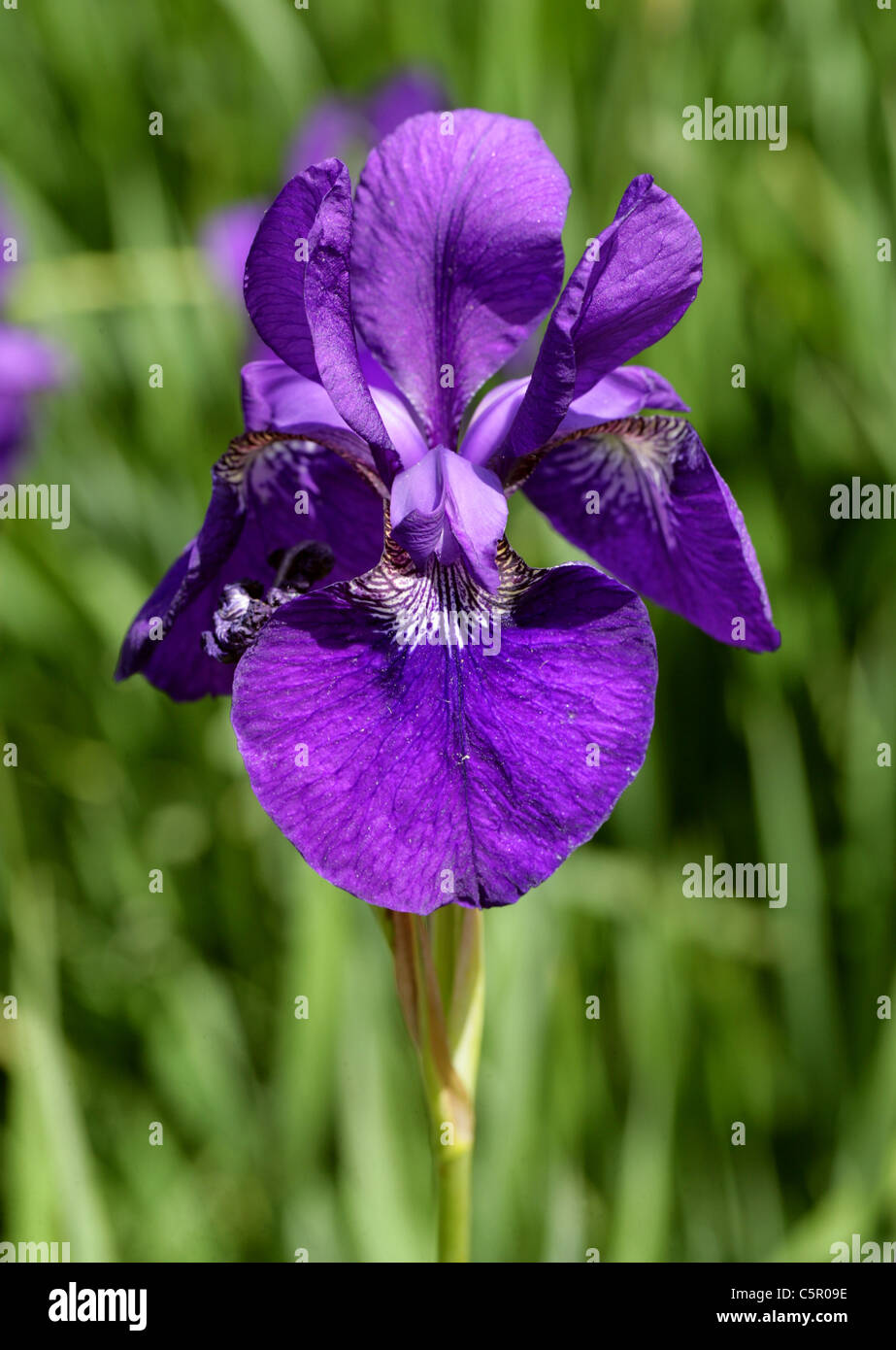 Siberian Iris, Iris sibirica 'Royal Blue', Iridaceae. Stock Photo