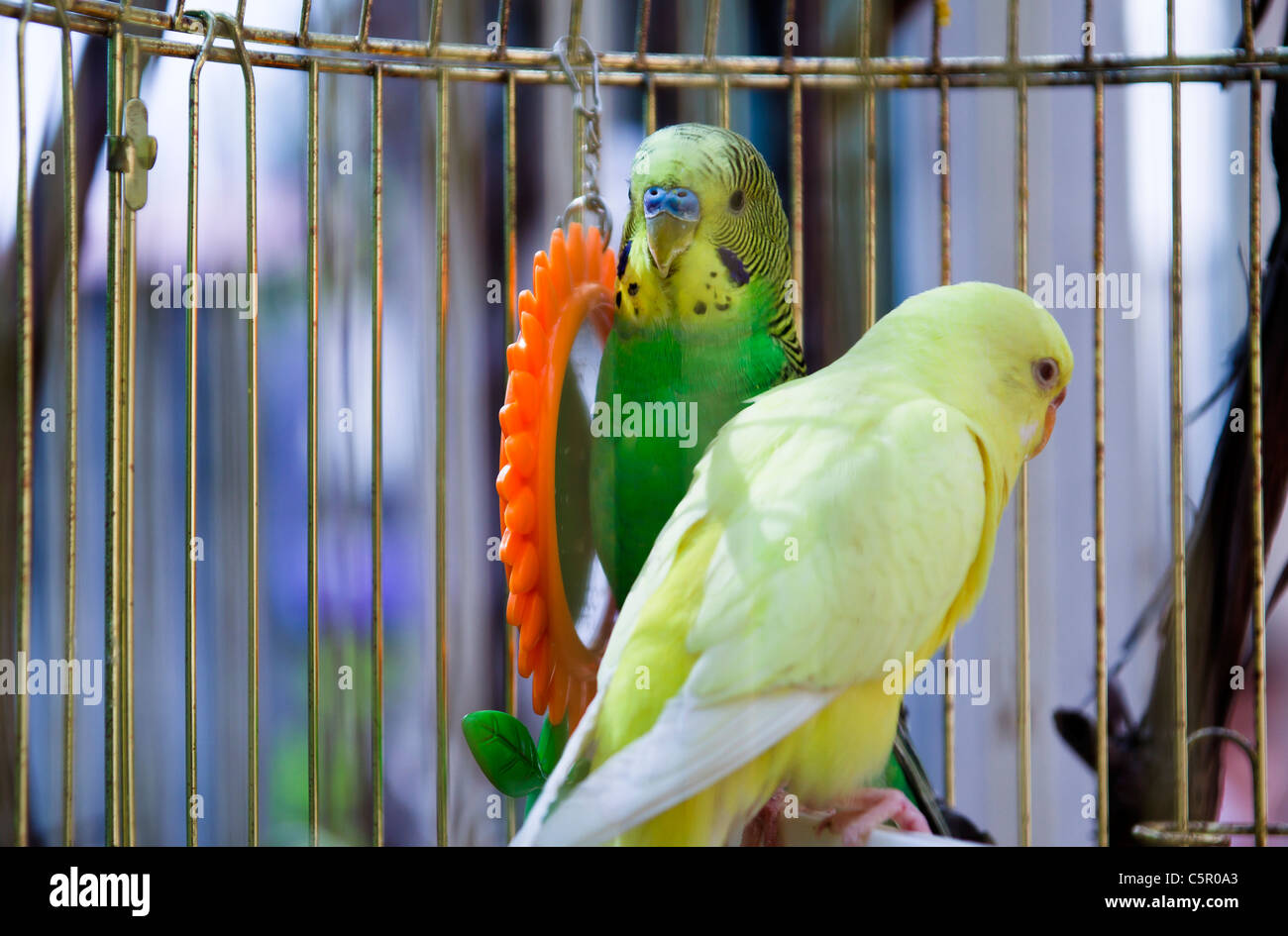 yellow and green parrots in cage outside Stock Photo